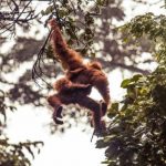 Selama 16 Tahun Terakhir, Setidaknya 100.000 Orangutan Terbunuh di Kalimantan