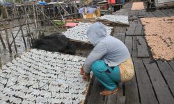 Desa Binalawan Sentra Produksi Ikan  dan Udang Kering
