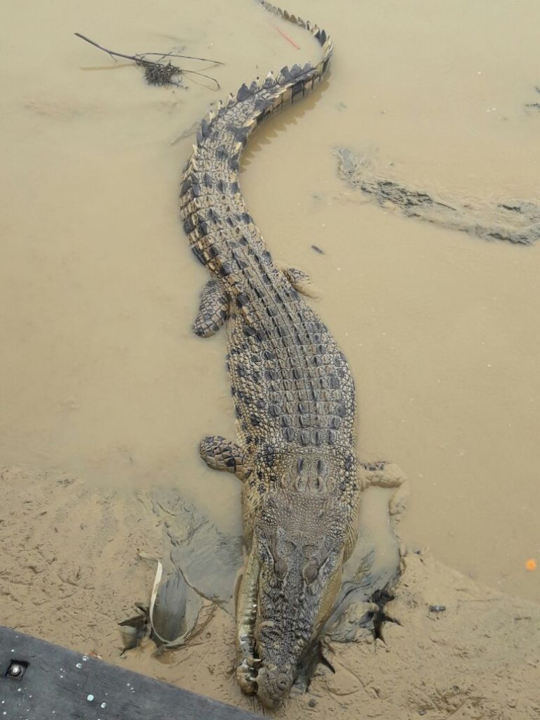 buaya