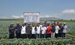 Keberhasilan Demplot Pupuk Kaltim: Tingkatkan Produktifitas Hasil Pertanian Jember hingga 30 Persen