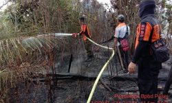 Kebakaran Hutan dan Lahan di Pasir Belengkong