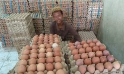 Ombudsman Curigai Ada Maladministrasi pada Usaha Peternakan Ayam