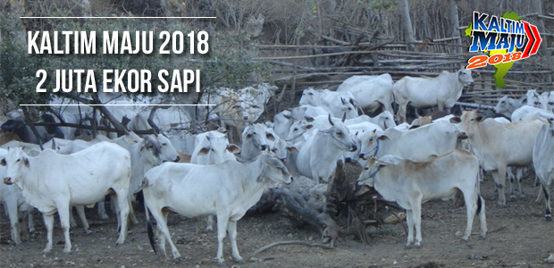 Percepatan Wujudkan Berdaulat Daging Sapi – Niaga.Asia