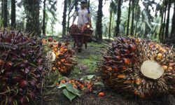 Perkebunan Sawit di Kaltim Serap 222.400 Tenaga Kerja