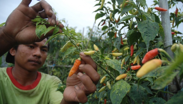 Produksi Cabai Lokal Terus Meningkat  Niaga.Asia
