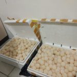 Dicegat Polisi, 700 Butir Telur Penyu Gagal Diselundupkan ke Samarinda