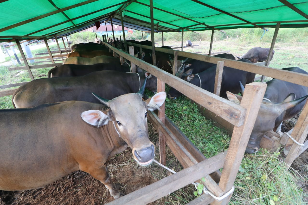 Pemeriksaan Hewan Kurban Buat Pastikan Kesehatan Sapi dan Kambing