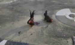 Judi: Polisi Amankan 2 Ekor Ayam dan Oknum PNS Pemkab Nunukan