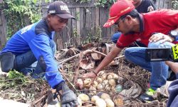 Temuan 33 Telur Ular Piton di Samarinda Bikin Ngeri