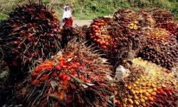 Periode 30 Oktober – 5 November, Harga TBS Kelapa Sawit Riau Rp1.495/Kg