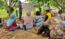 Produksi Kakao Menurun Disebabkan Hama