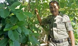Pohon Kratom Ditemukan Tumbuh Liar di Kabupaten Nunukan