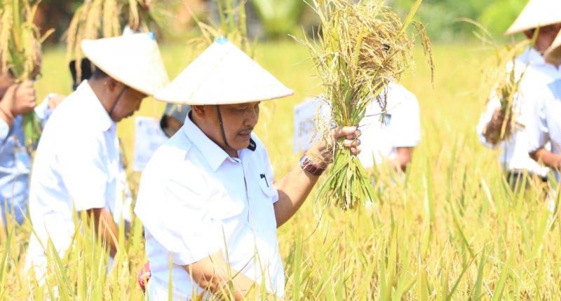 Kesejahteraan Petani di Kaltim: Indikator Makro Positif, tapi Kondisi Riil Perlu Perhatian Serius
