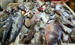 Jelang Tahun Baru, Pasokan dan Stok Ikan Aman