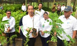 Presiden: Sudah Saatnya Perhatikan Ekosistem Flora dan Fauna serta Reboisasi