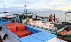 Eskpor Hasil Laut Nunukan ke China Via Tawau Turun 12 Ton per Hari