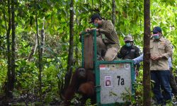 171 Orangutan Dilepasliarkan Dalam 4 Tahun