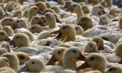 Atasi Wabah Belalang di Pakistan, China Mengerahkan 100 Ribu Bebek