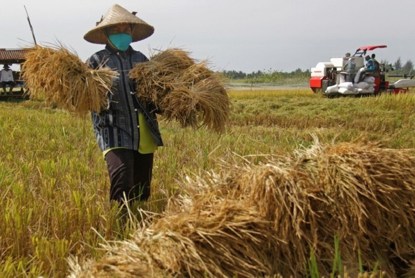 Tahun 2022 Luas Sawah di Kaltim Naik 7 31 Persen 