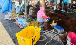 Pekerja Rumput Laut Nunukan Minta Masker dan Bantuan Ekonomi