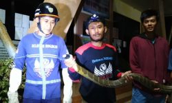 Relawan dan Warga Samarinda Tangkap King Cobra 2,5 meter di Kantor Lurah