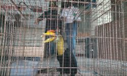 Lima Burung Rangkong dari Kutai Timur Gagal Diperjualbelikan