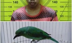 Burung yang Dicuri Harganya Rp7,5 Juta, Dijual Cuma Rp200 Ribu