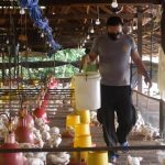 Menengok Brigpol Sem Nelpa di Bontang, Beternak Ayam Buat Jaga Ketahanan Pangan