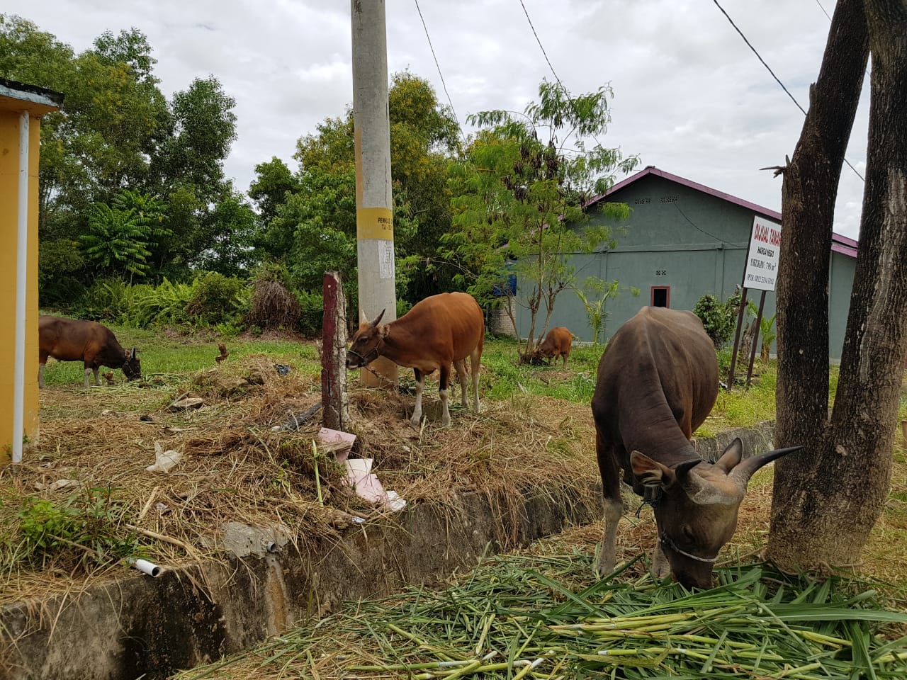 Stok Sapi Qurban di Nunukan Tercukupi - Niaga.Asia
