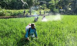 Usaha Pertanian, Kehutanan dan Perikanan Sumbang Rp58,92 Triliun Terhadap PDRB Kaltim