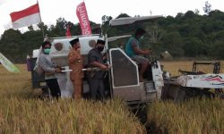 Produksi Beras Kaltim 2020 Mencapai 151.860 Ton, Naik 3,39 Persen