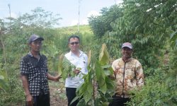 Pendamping Pekebun Lada dan Kakao se-Kaltim Ikuti Bimtek