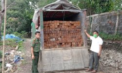 Pohon Ulin di Hutan Kutai Barat Dijarah Lagi!