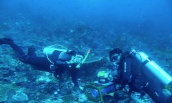 Pengembangan Pembangkit Listrik Tenaga Arus Laut, ESDM Lirik Selat Pantar NTT