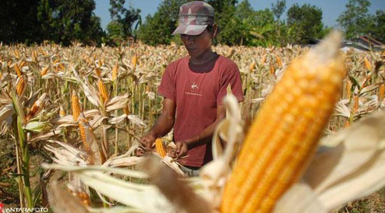 Cerita Pertanian di Muara Wis yang Tidak Terusik Pandemi 