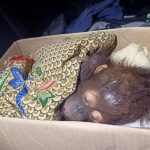 Terpisah dari Induknya, Bayi Orangutan di Kutai Timur Ini Diselamatkan Warga