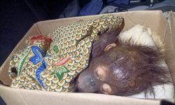 Terpisah dari Induknya, Bayi Orangutan di Kutai Timur Ini Diselamatkan Warga
