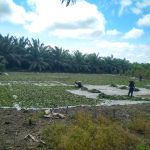Kratom, Topang Ekonomi Desa Tuana Tuha Kukar Berpenduduk 3.025 Jiwa