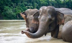 Polisi Bongkar Sindikat Perdagangan Gading Gajah, 3 Orang jadi Tersangka