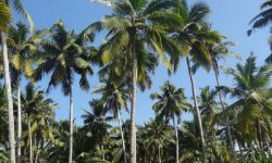 Kebun Kelapa di Marangkayu Diperluas 20 Hektar