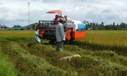 41 Ribu Hektar Lahan Terbengkalai di Kaltim Mau Ditanami Padi Kering