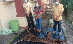 Polisi Tangkap 3 Pelaku Perdagangan Organ Dan Kulit Harimau Sumatera