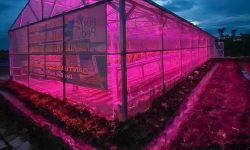 PLN Kembangkan Lampu Ultraviolet untuk Pertanian Hidroponik
