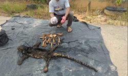 Macan Dahan Tersisa Kulit dan Tulang, Dua Orang Ini Ditangkap KLHK