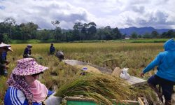 Presiden Minta Mentan Tingkatkan Produktivitas Jagung Nasional