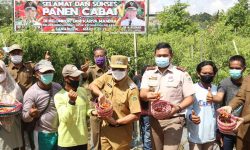 Panen Cabai di Simpang Pasir, Rusmadi:  Jaga Lahan Pertanian Tetap Produktif