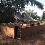 Malaysia Amankan 17 WNI Penjudi Sabung Ayam Dalam Kebun Sawit