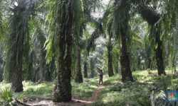 Izin Perkebunan Sawit di Papua Barat, KPK Pangkas 383.431 Hektar untuk Perlindungan SDA