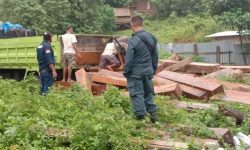 Balai Gakkum KLHK Penjarakan Penebang Hutan, Sita 97 Batang Kayu Jati Olahan