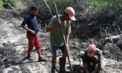 PT Sentosa Kalimantan Jaya Rehabilitasi Hutan Mangrove di Tanjung Batu